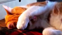 Top  Funny Cat Videos   Funny Cats   Funny Cats Sleep More   Adorable Cat   Funny Cat Videos