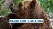 LEGA ITALIANA PER LA DIFESA DEGLI ANIMALI E DELLAMBIENTE ONLUS