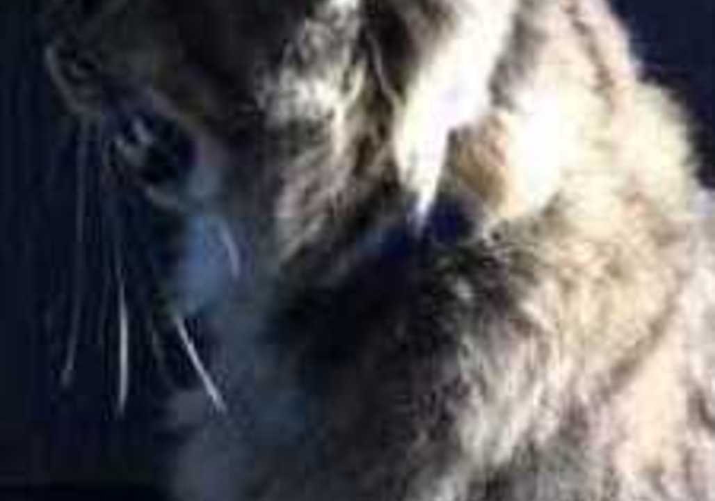 Cat Pants Like a Dog