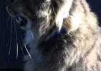 Cat Pants Like a Dog