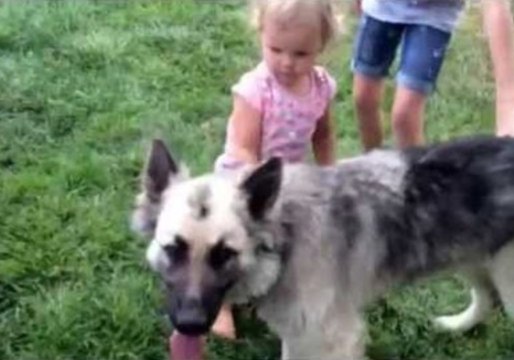 Little Girl Bravely Attempts to Break Up a Dog Fight