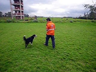 busqueda y localizacion con caninos Obediencia