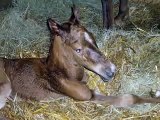 Mia -- American Saddlebred Filly Newest Version