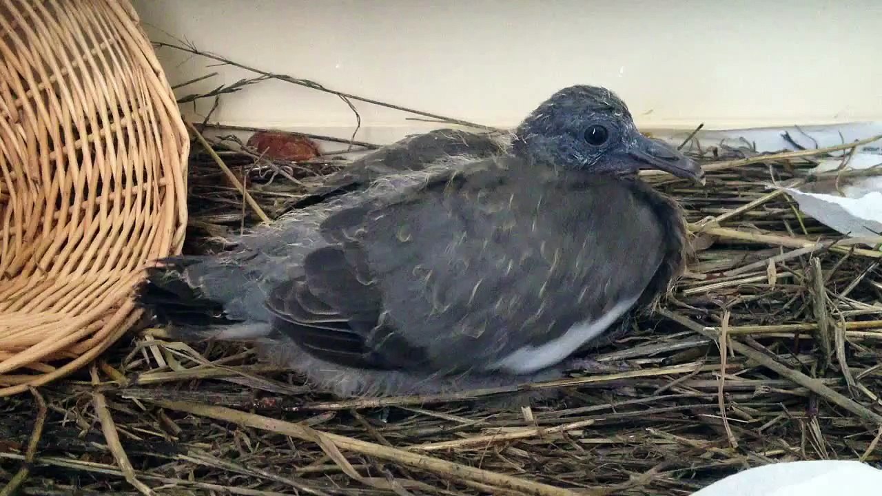 Tremblement d'ailes bébé pigeon
