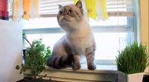 cats 101 exotic. **High Quality**