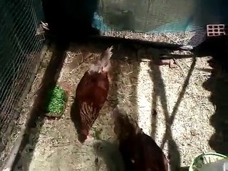 Our 24 week old pullets (Isa Brown Chickens)