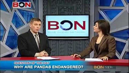 Why Are Pandas Endangered
