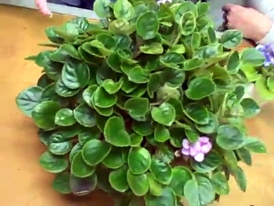 african violet growing to show crit b.AVI