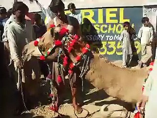 Camel Sacrifice in Karachi (out of control)