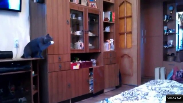 Un chat joue avec une balle de ping-pong