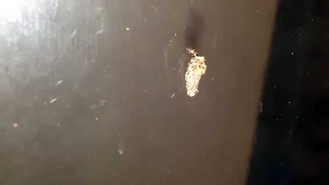 What is this bug?