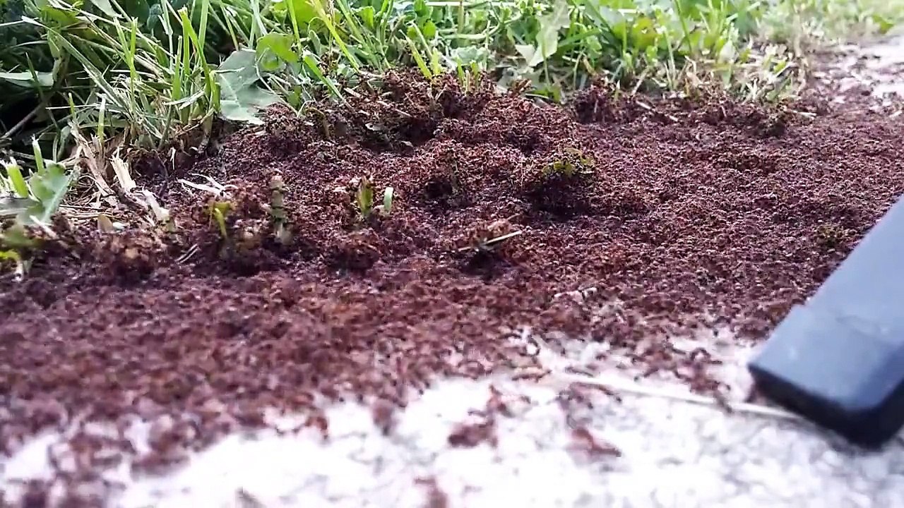 Ant War