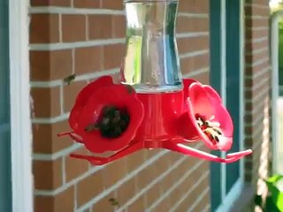 Honey Bees Swarm Hummingbird Feeders