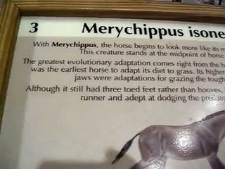 Prehistoric three toed horse fossil found in Nebraska
