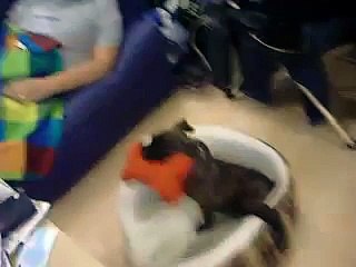 Olde Boston Bulldogge English bulldog mix