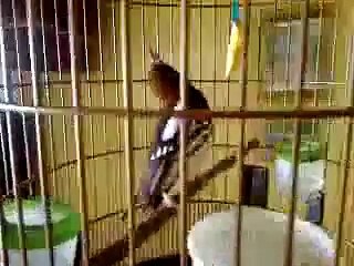 Anis Kembang Si "Casper" (s)