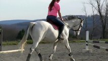 Thoroughbred Sir Galahad outdoor horseback riding and jumping 5