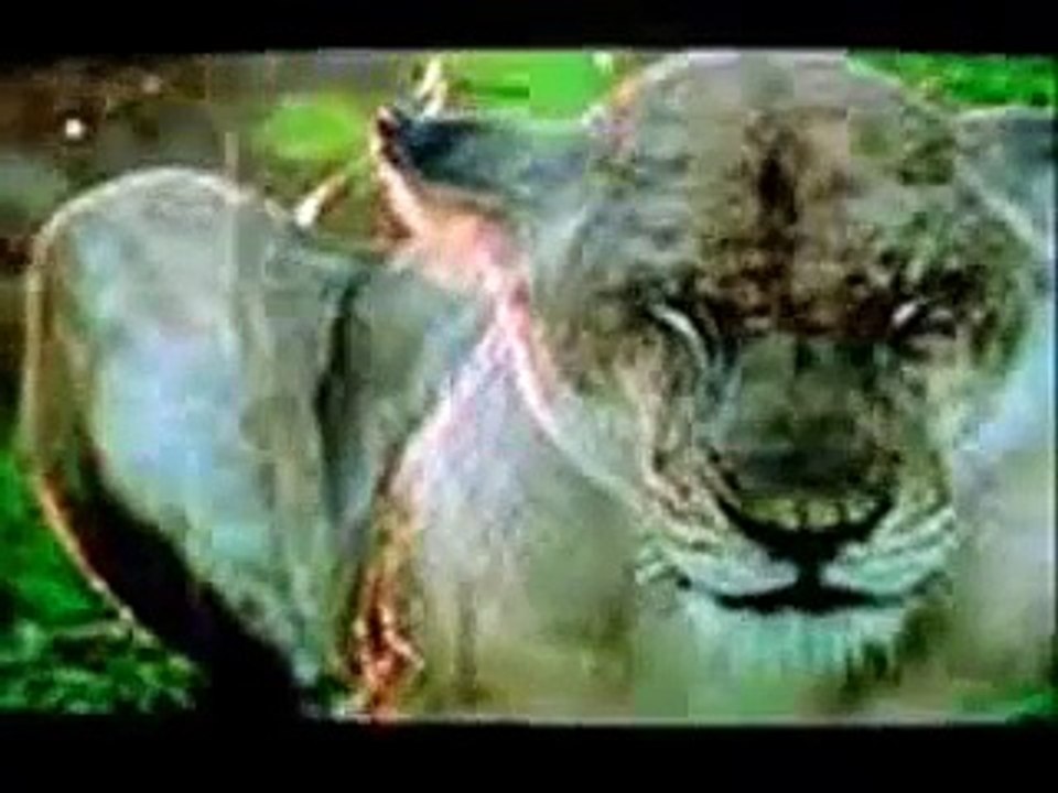 animals gone WILD