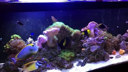125 gal Reef Aquarium