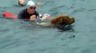 Rescue Dog Swimming and Training at Sea, Sennen Cornwall