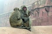 Monkeys with baby monkeys in India