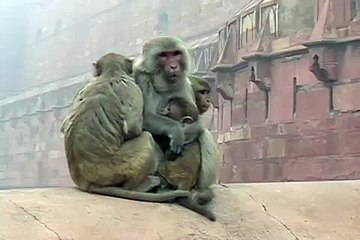 Monkeys with baby monkeys in India