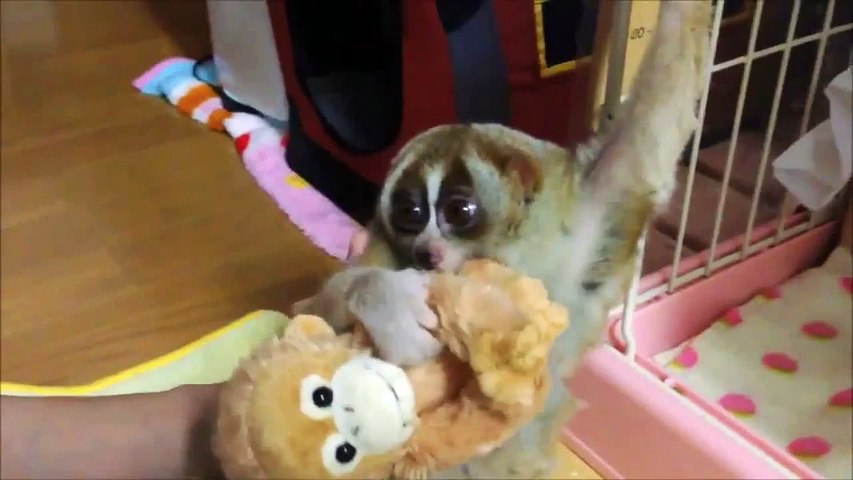 Funny Animals Videos Slow Loris Cute Baby Video Dailymotion - roblox vines cuddlykumi video dailymotion
