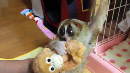 Funny Animals Videos: Slow Loris Cute Baby