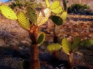 Pour une poignée de dollars - Ennio Morricone