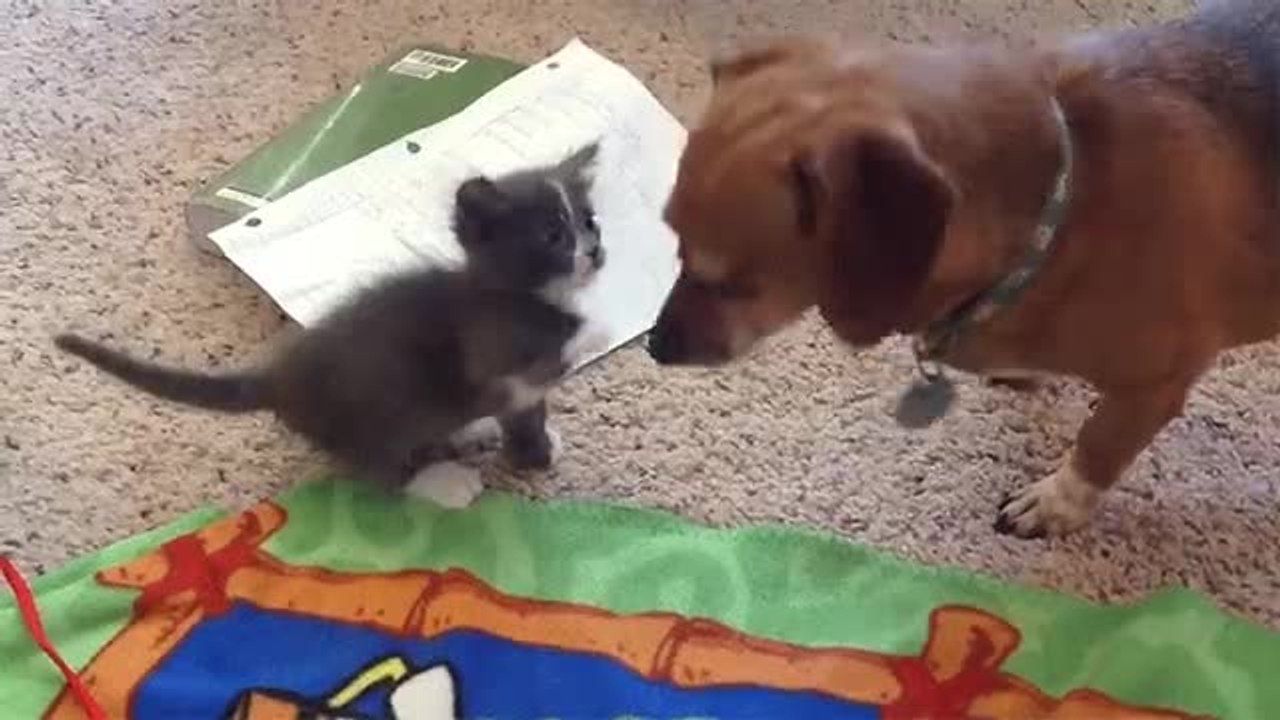 Adorable kitten bonds with much larger dog