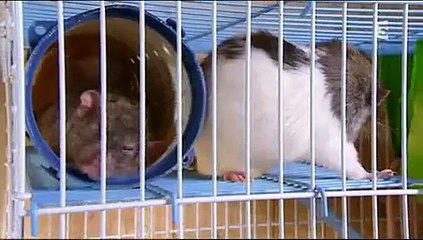 Comme chats et rats_mpg.avi