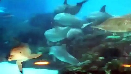 Brownies  meet Dolphins