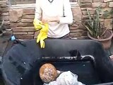 Save Money! Cleaning Gourds Technique