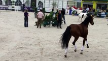 Paard los op hollands next top horse finale