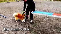 How I teach my dog the see-saw [agility]