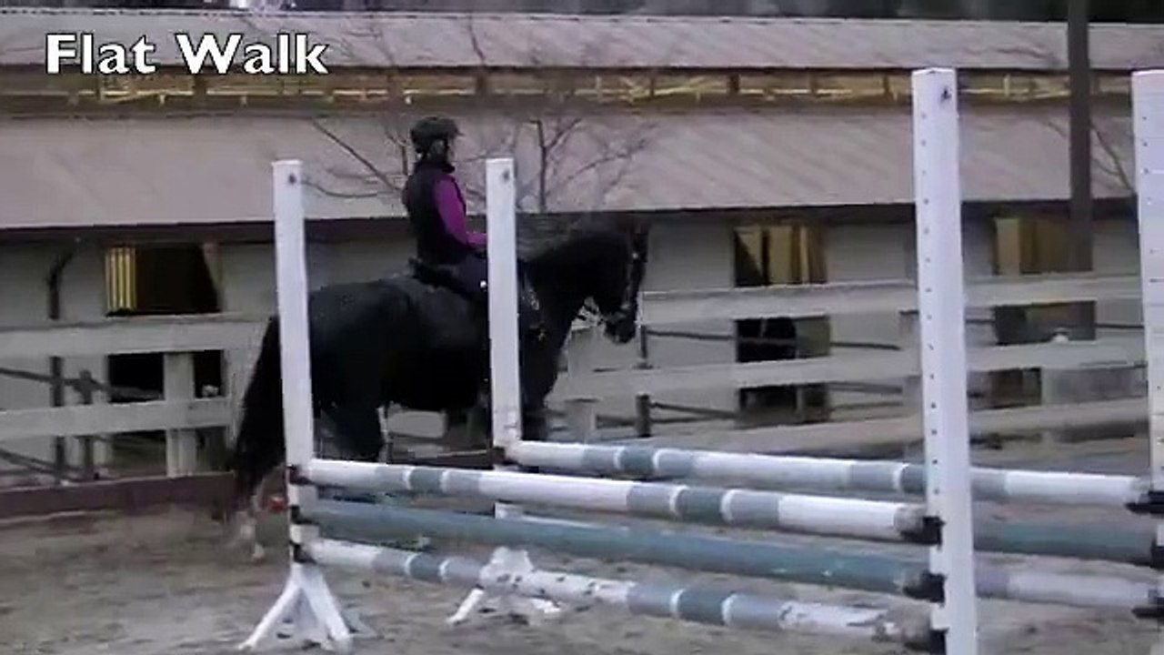 Trooper- Tennessee Walking Horse