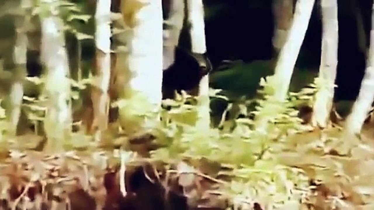 Brown Bears animal documentary