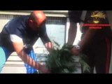 Ispica (RG) - Scoperta una piantagione di marijuana tra i pomodori (22.07.15)