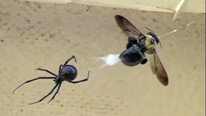 Black Widow vs Carpenter Bee