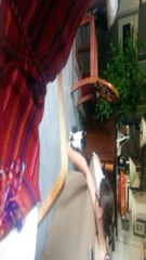 Cat Stares and Walks Away