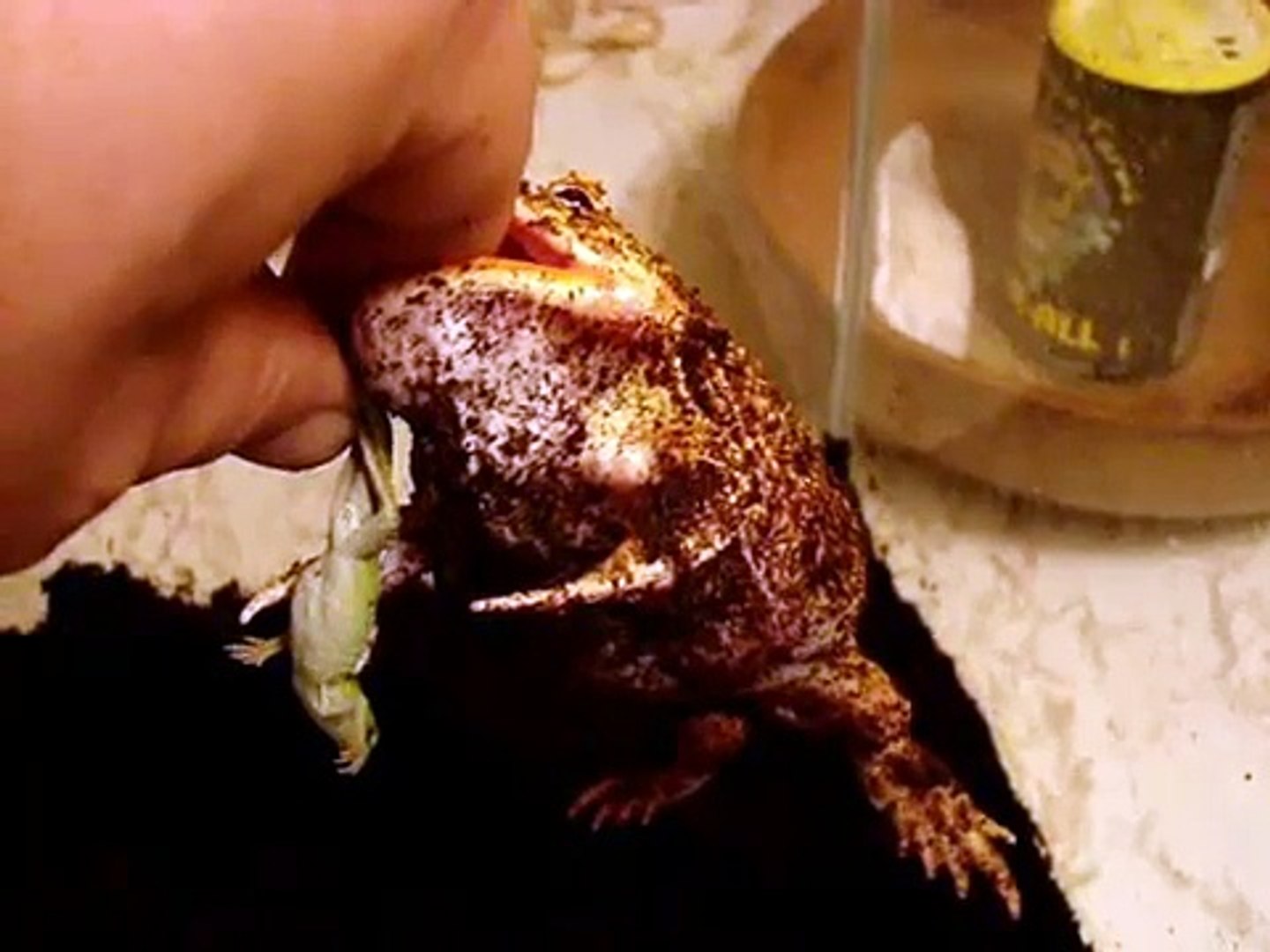 Popcorn eats a lizard