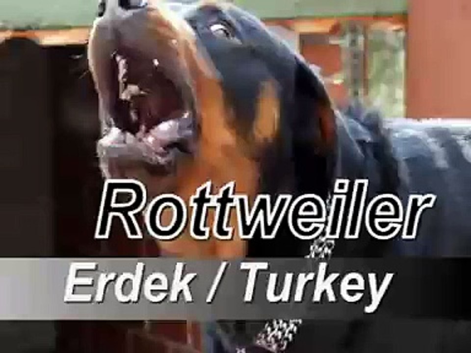 erdek rottweiler köpeyi