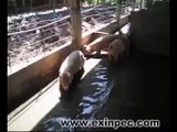 Charcas en instalaciones para cerdos