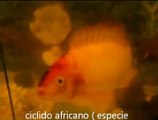 mi acuario de peces agresivos