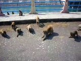 Feeding Monkeys in India