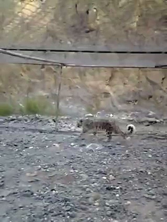 Gojal Hunza (snow leopard)