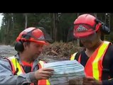 Loggers DVD extract downing a big tree
