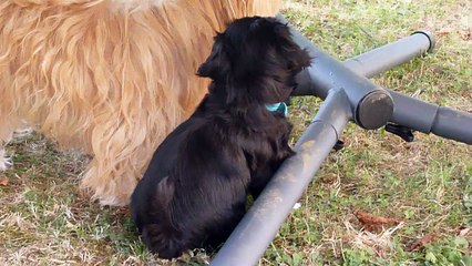 Lego joue avec sa maman Izzy