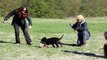 Quoto German shepherd 10 weeks old Schutzhund training