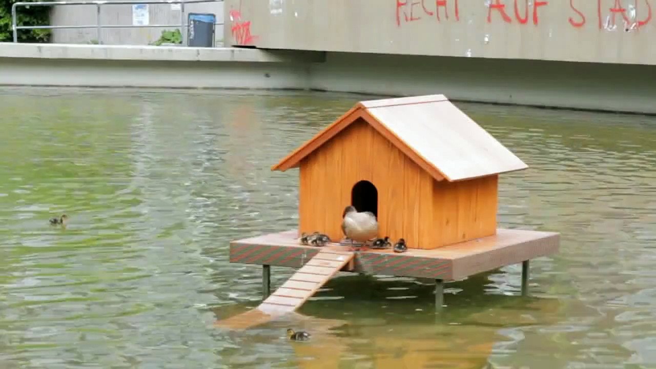 Enten im Campusteich
